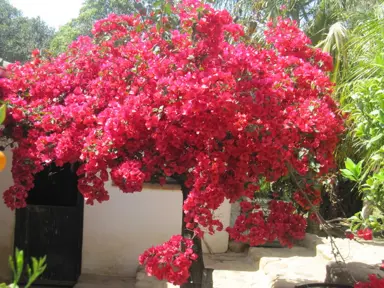 bougainvillea-scarlet-ohara-2