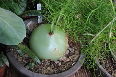 Bowiea volubilis (Climbing Onion) plant with fine, green foliage.