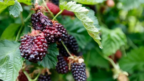 boysenberry-mapua-