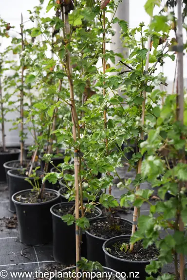 boysenberry-tasman-