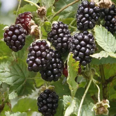 boysenberry-tasman-1