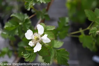 boysenberry-tasman-2