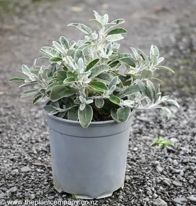 Brachyglottis 'Otari Cloud' shrub for sale at The Plant Company nursery.