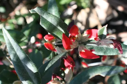 Brachysema lanceolatum shrub with red flowers.