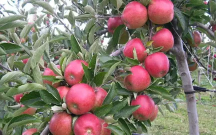 apple-braeburn-