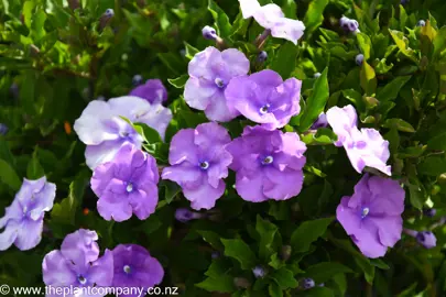 brunfelsia-pauciflora-eximia--1