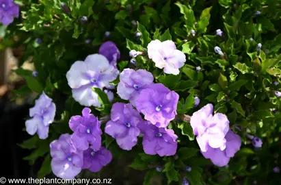 brunfelsia-pauciflora-eximia--2