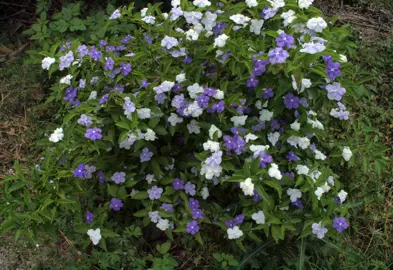 brunfelsia-pauciflora-eximia--3