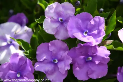 brunfelsia-pauciflora-eximia-