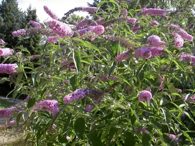 Buddleja davidii shrub with large and showy, purple-pink flowers.