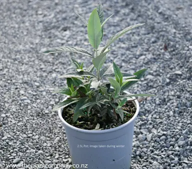 Buddleia 'Royal Red' plant for sale at The Plant Company nursery.