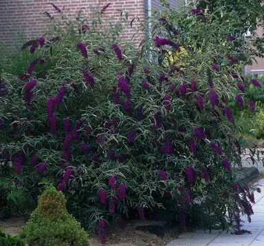Buddleja 'Black Knight' specimen shrub with dark purple flowers and lush, green foliage.