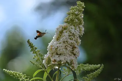 Buddleja fallowiana 'Alba' stunning white flower cluster.