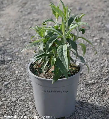 Buddleja fallowiana 'Alba' plant for sale at The Plant Company nursery.