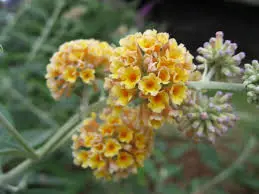 Buddleja 'Golden Glow' clusters of small, yellow flowers.