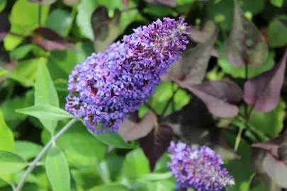 Buddleja 'Joan' purple-blue flower clusters above lush, green foliage.