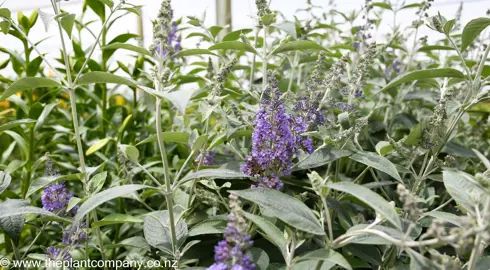 buddleja-fallowiana-lochinch--3