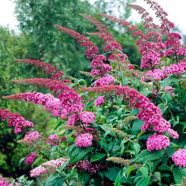 Buddleja 'Pink Delight' pink flower clusters above lush, green foliage.