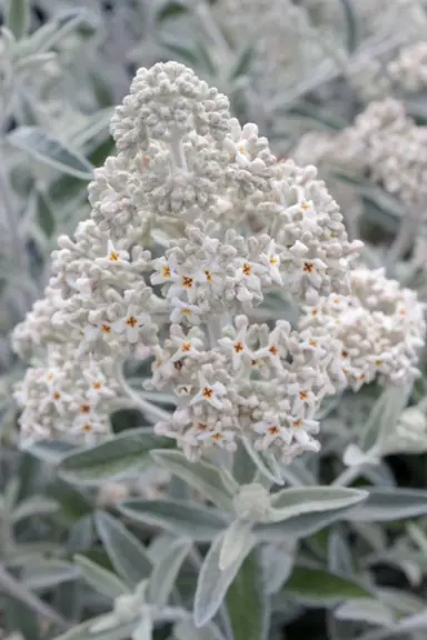 Buddleja 'Silver Anniversary' silver-white flowers above grey-green foliage.