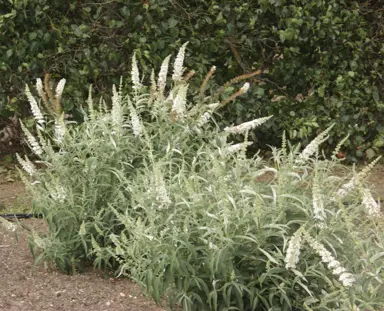 Buddleja 'White Bouquet' shrub with elegant clusters of white flowers above grey foliage.