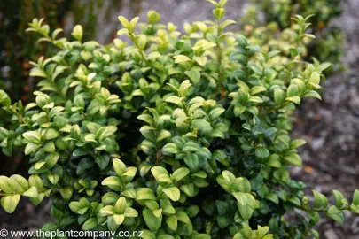 Buxus 'Buttercup' with dense, fresh green foliage.