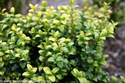 Buxus 'Buttercup' with light green foliage.