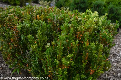 Buxus 'Green Gem' low hedge.