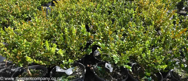 Buxus 'Green Gem' plants growing in pots in a nursery.