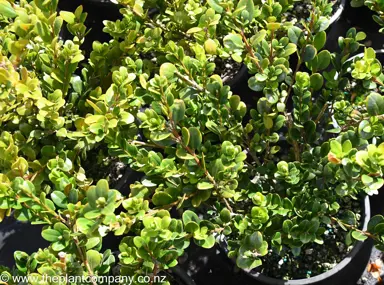 Buxus 'Green Gem' mid-green foliage.