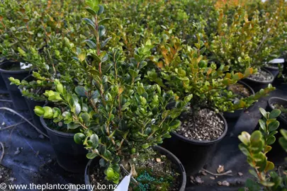 Lush Buxus 'Green Gem' plants in pots.