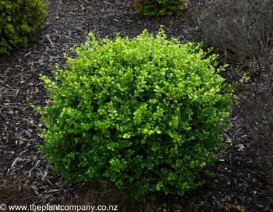 Buxus Green Gem in a garden with fine green foliage.