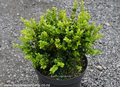 A Buxus 'Green Gem' plant in a 10L pot for sale at The Plant Company nursery.