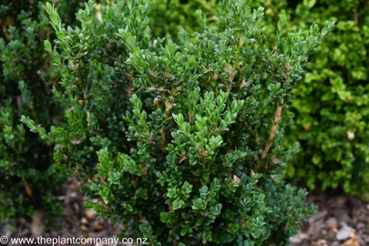 Buxus 'Handsworthiensis' hedge plant.