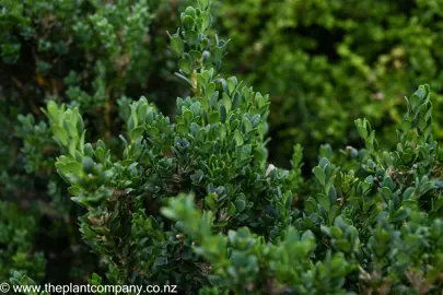 Buxus 'Handsworthiensis' dark green foliage.