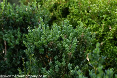 Buxus 'Handsworthiensis' hedge plant with dark green leaves.