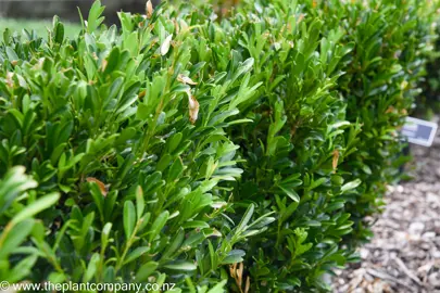 Buxus harlandii shrub in a hedge with dark green leaves.