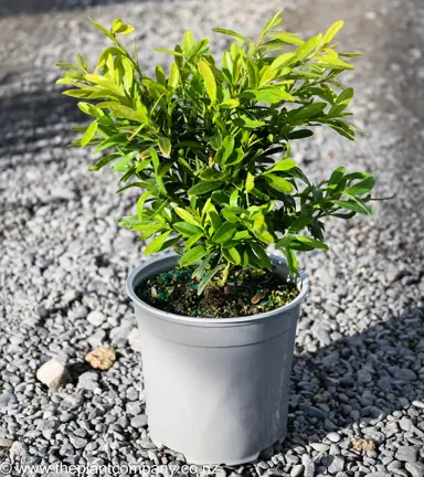 Buxus harlandii shrub for sale at The Plant Company nursery.