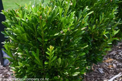 Buxus harlandii shrub with dense, green foliage.