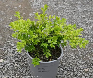 Buxus koreana plant for sale at The Plant Company nursery.