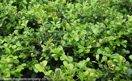 buxus-microphylla--1