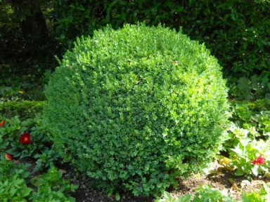 Japanese Box (Buxus microphylla) topiary ball.
