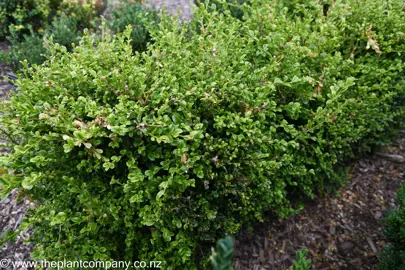 Buxus microphylla 'Curly Locks' green foliage.