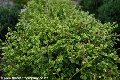 Buxus microphylla 'Curly Locks' hedge.