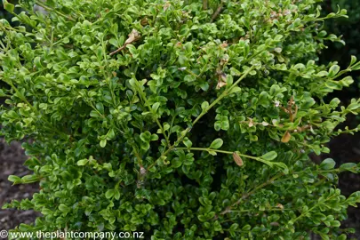 Buxus microphylla 'Curly Locks' as a hedge with green foliage.
