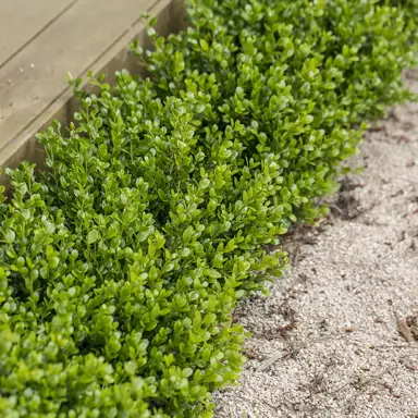 buxus-microphylla-faulkner--1