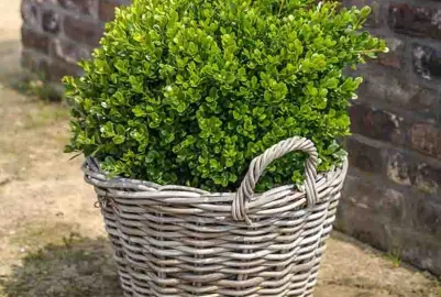 buxus-microphylla-faulkner-