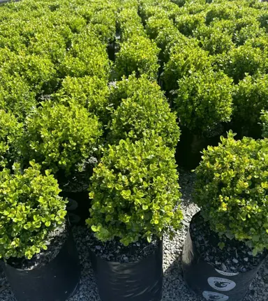 Larger Buxus microphylla 'Freedom' plants trimmed into a ball for sale at The Plant Company nursery.