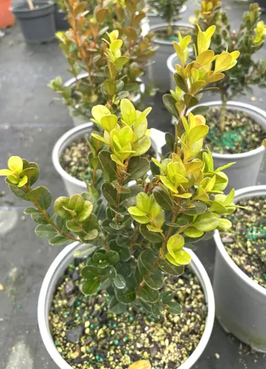 A Buxus microphylla 'Freedom' plant with lush foliage for sale at The Plant Company nursery.