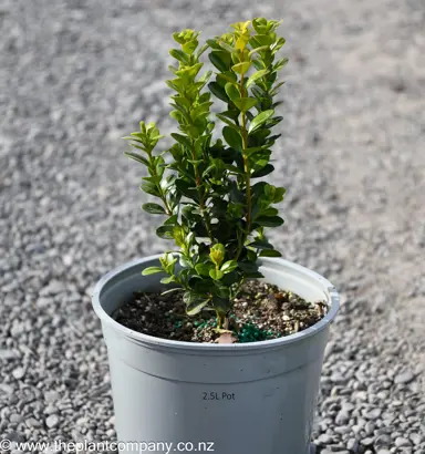 Buxus microphylla 'Freedom' plant for sale at The Plant Company nursery.