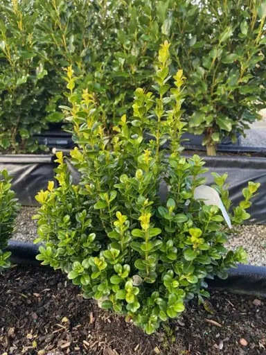 A Buxus microphylla 'Freedom' plant with lush, green foliage.